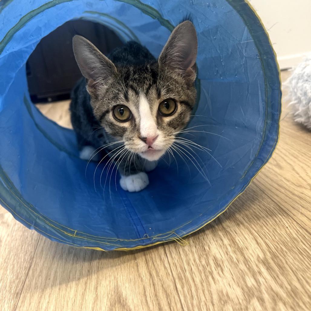 Tyson — thumbnail 6