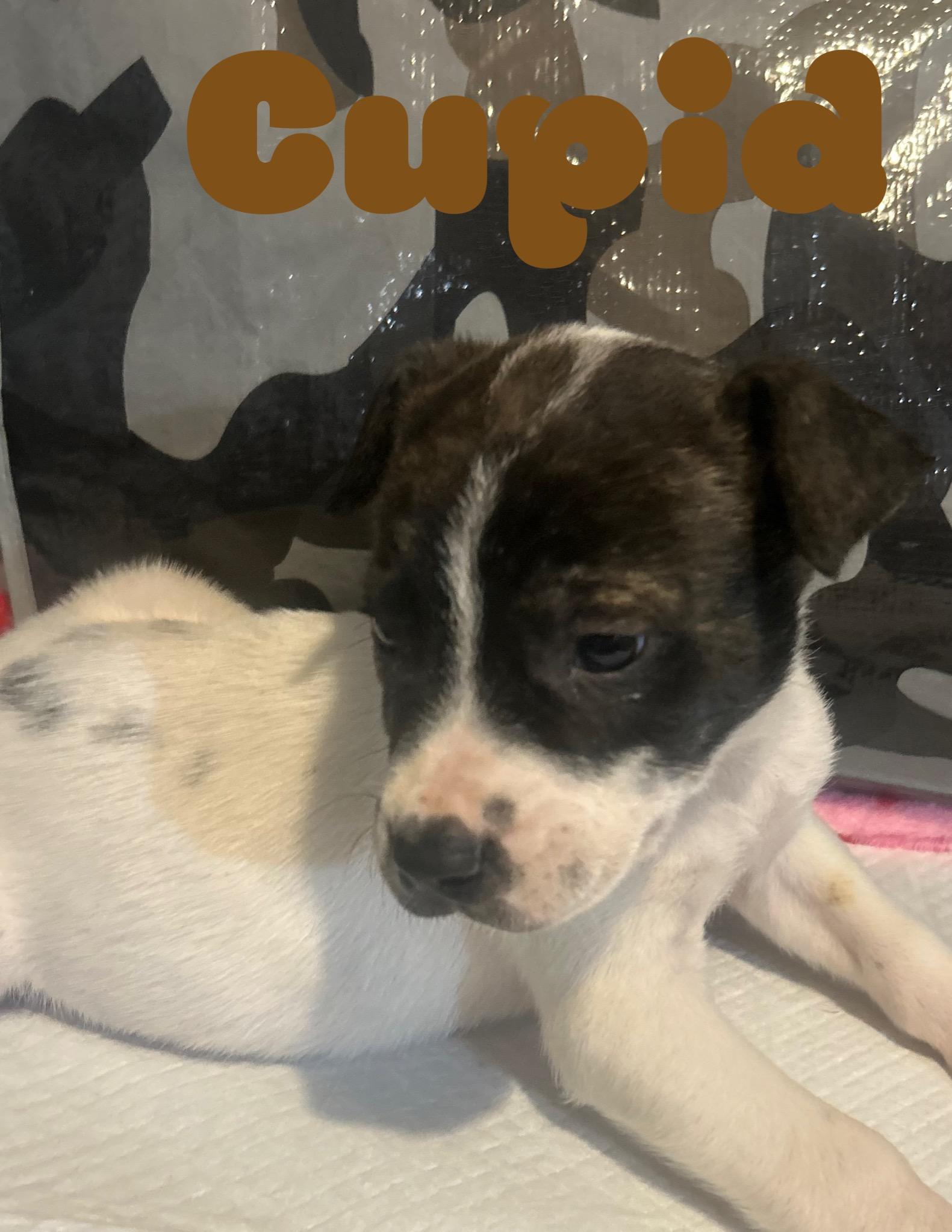 Sweetheart-Cupid, Adoptable, Puppy Male Pit Bull Terrier & Australian Cattle Dog / Blue Heeler.