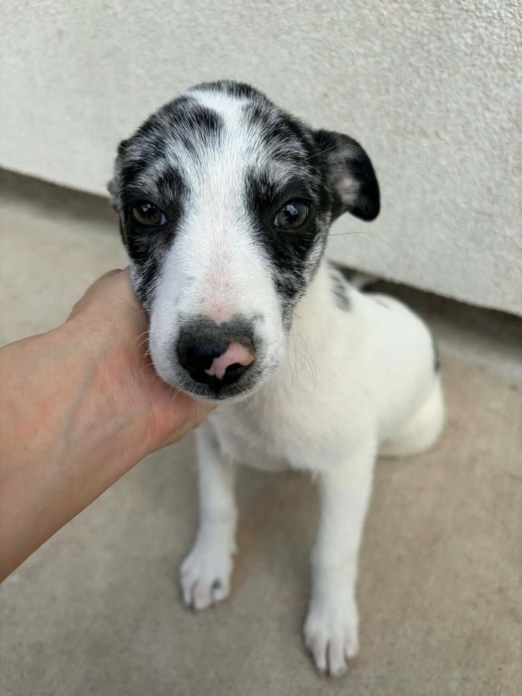 Suzy (Oakley's Litter) — thumbnail 2