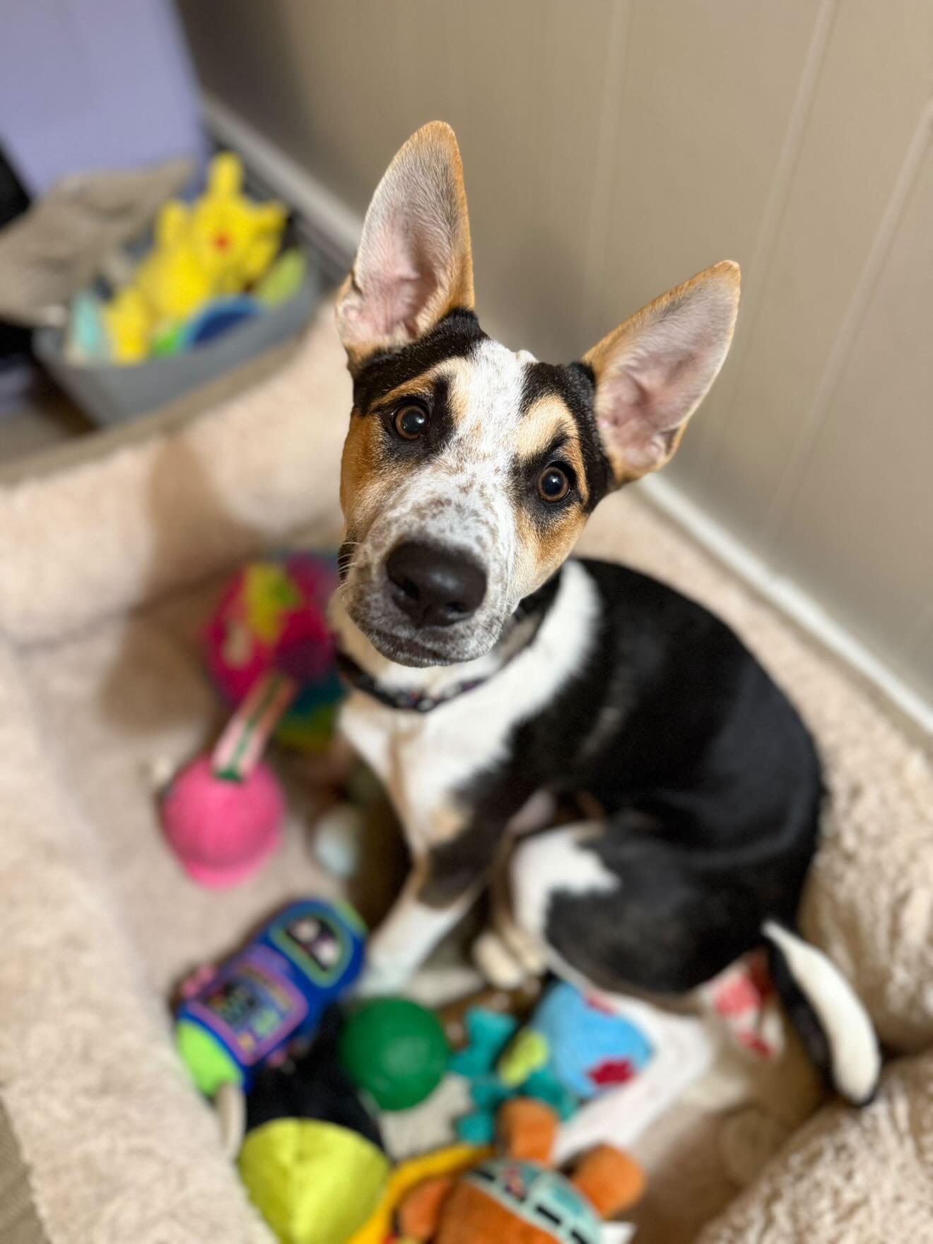 Charlie, a Adoptable mixed breed in Yonkers, NY image 1/6