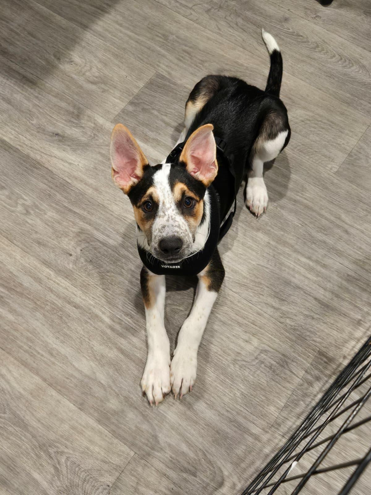 Charlie, a Adoptable mixed breed in Yonkers, NY image 5/6