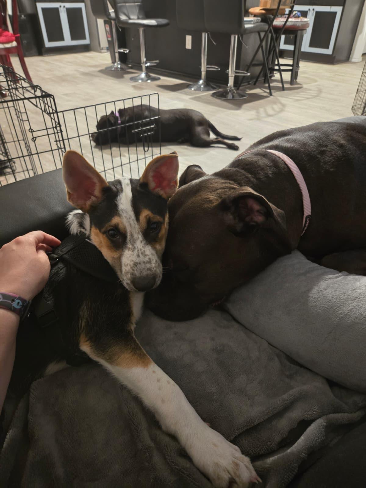 Charlie, a Adoptable mixed breed in Yonkers, NY image 3/6