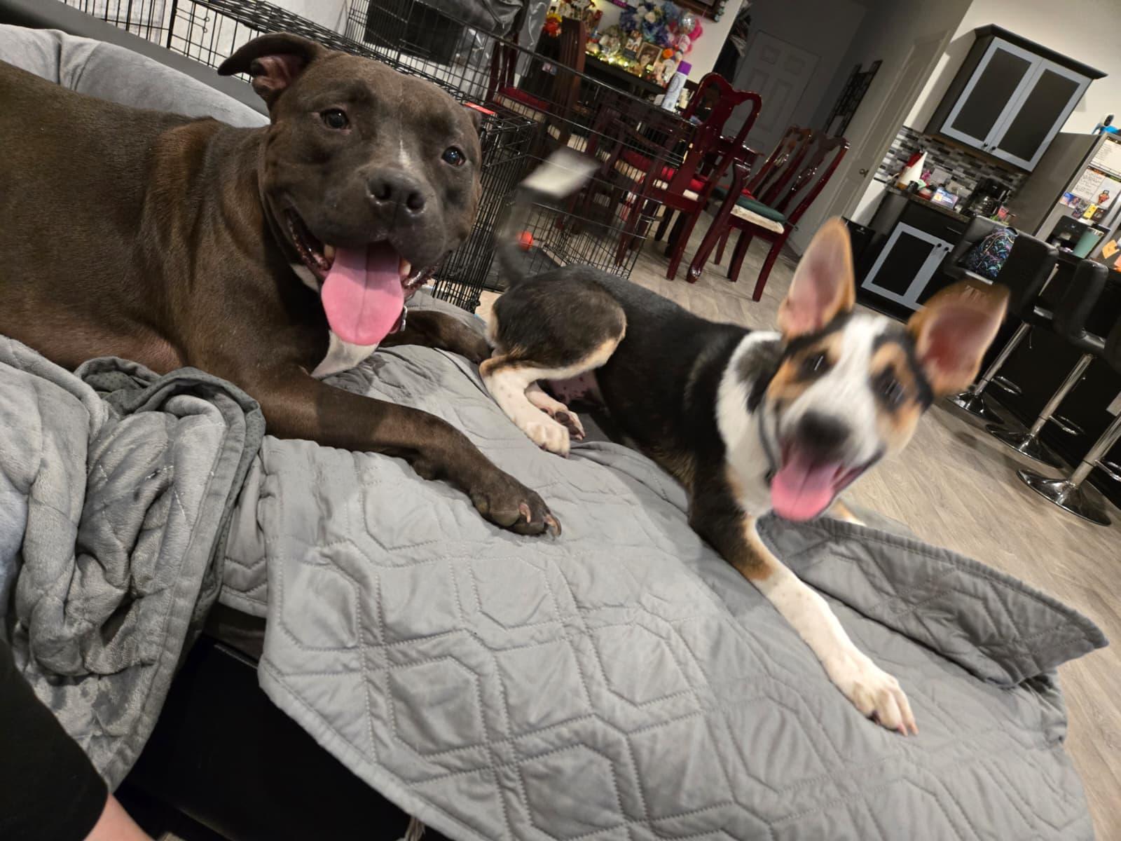 Charlie, a Adoptable mixed breed in Yonkers, NY image 4/6