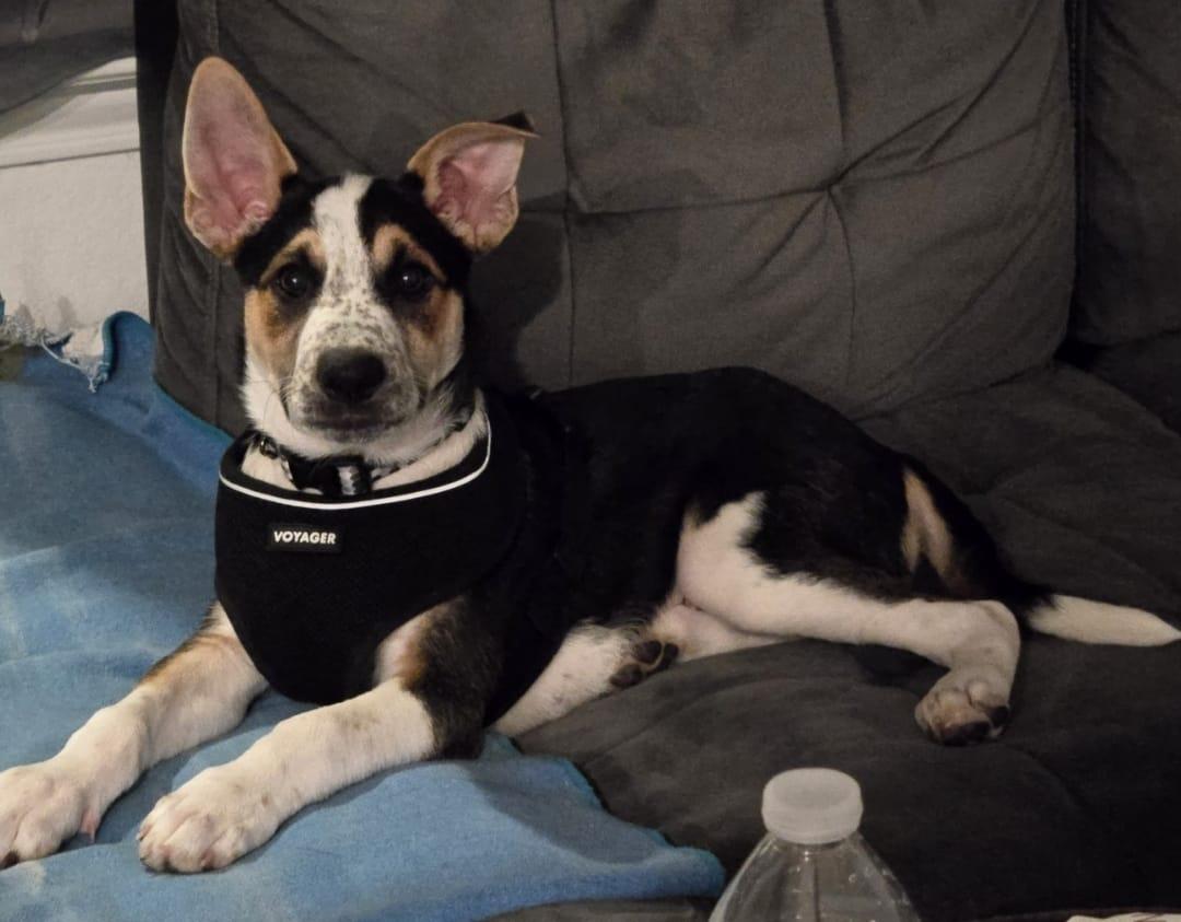 Charlie, a Adoptable mixed breed in Yonkers, NY image 6/6