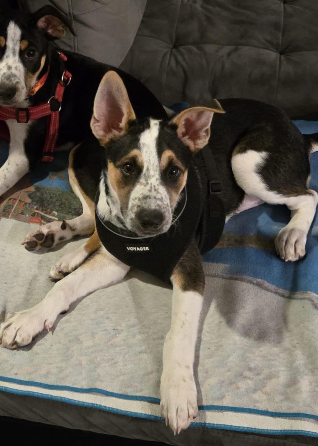 Charlie, a Adoptable mixed breed in Yonkers, NY image 2/6