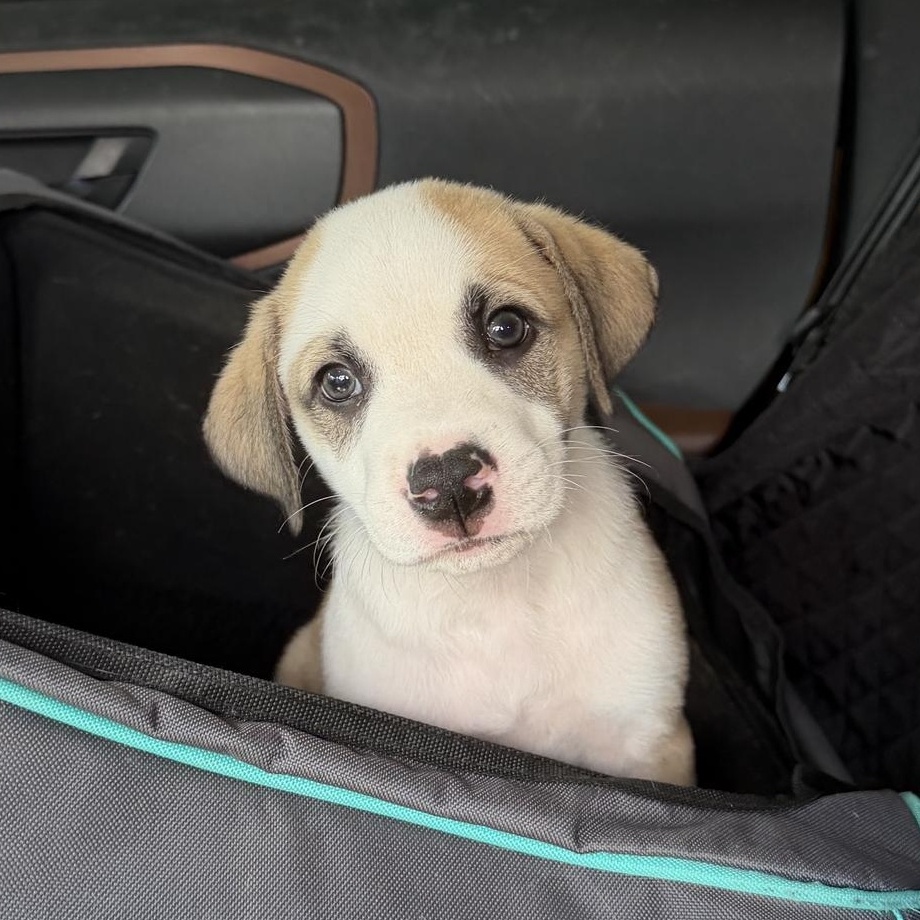 Ralph, Adopted, Puppy Male Shepherd & Mixed Breed.