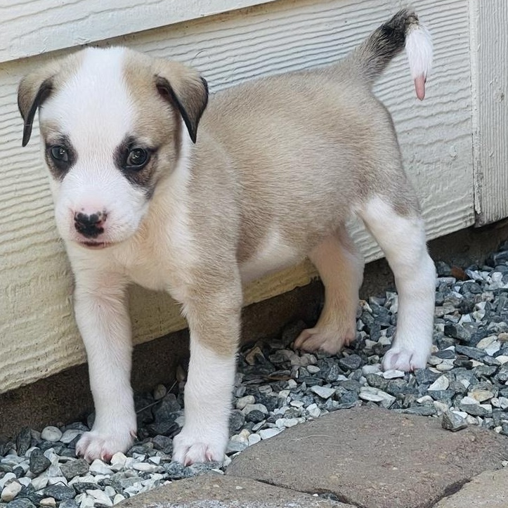 Enlarge Ralph, a Adopted mixed breed in Houston, TX image 3/6