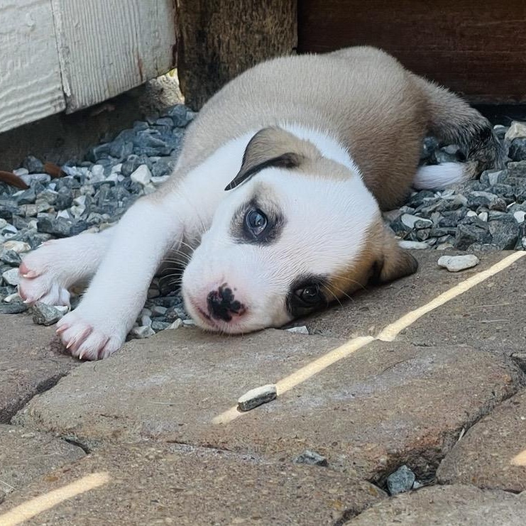 Enlarge Ralph, a Adopted mixed breed in Houston, TX image 2/6