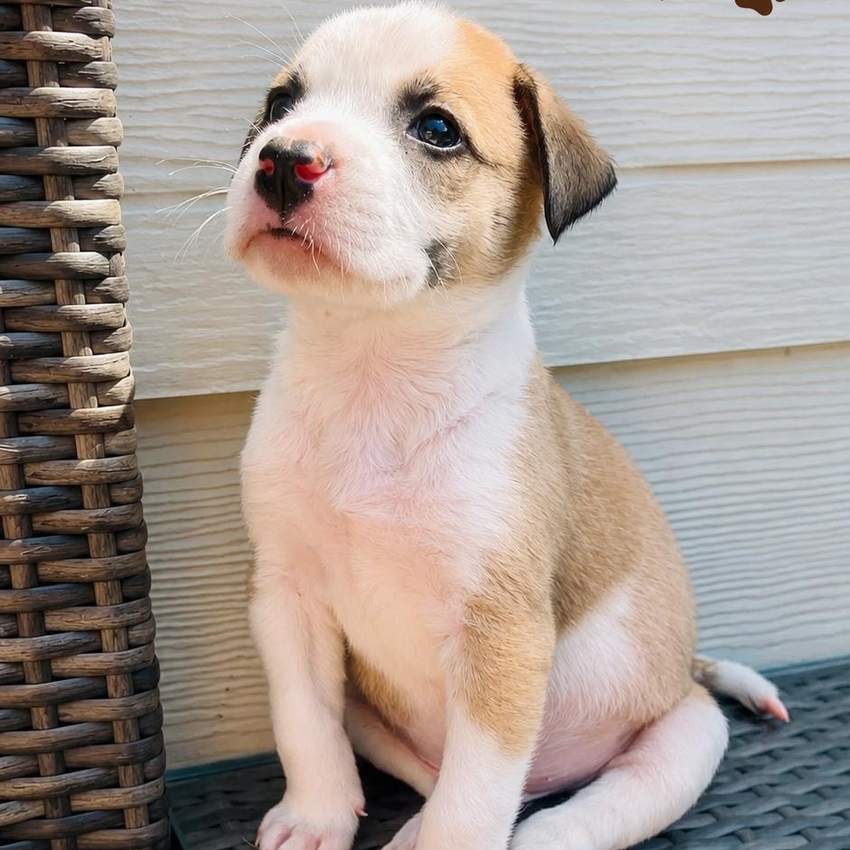 Enlarge Ralph, a Adopted mixed breed in Houston, TX image 4/6