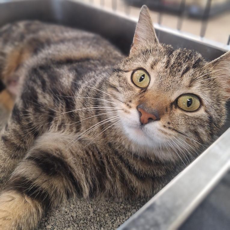 Bonnie, Adoptable, Young Female Domestic Short Hair.
