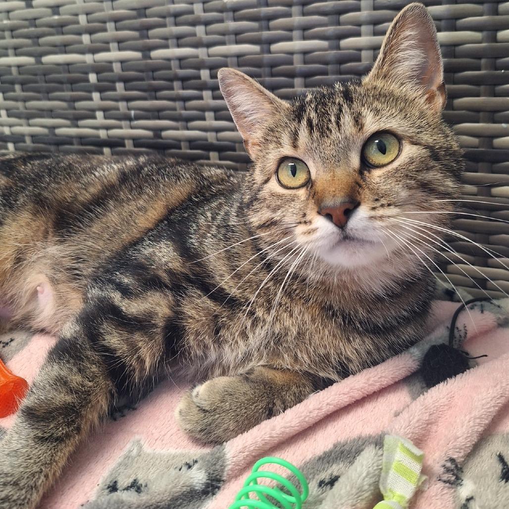 Enlarge Bonnie, a Adoptable Domestic Short Hair in Attica, NY image 2/2