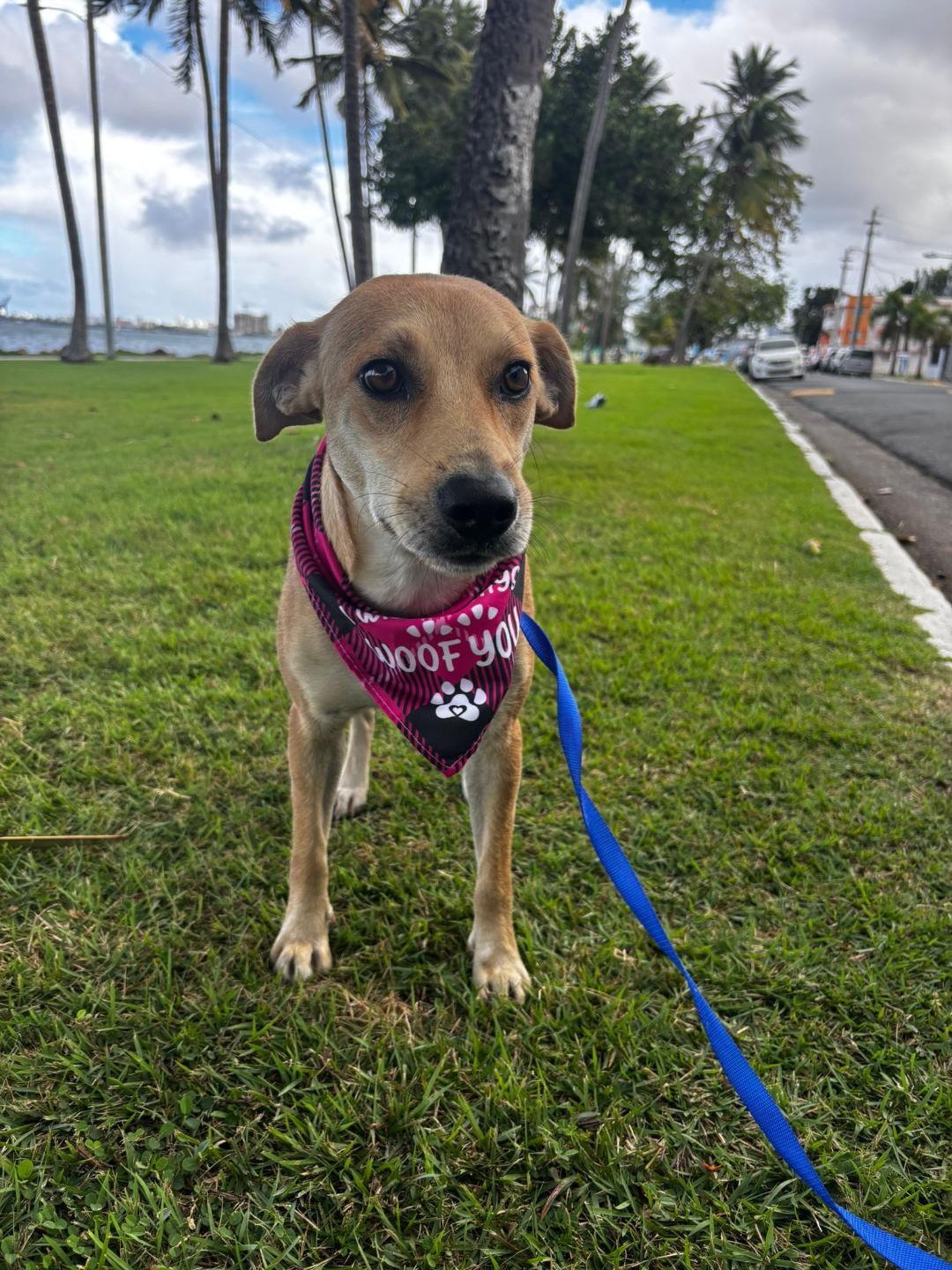 Enlarge Pumpkin, an adoptable mixed breed in Albion, NY image 1/3