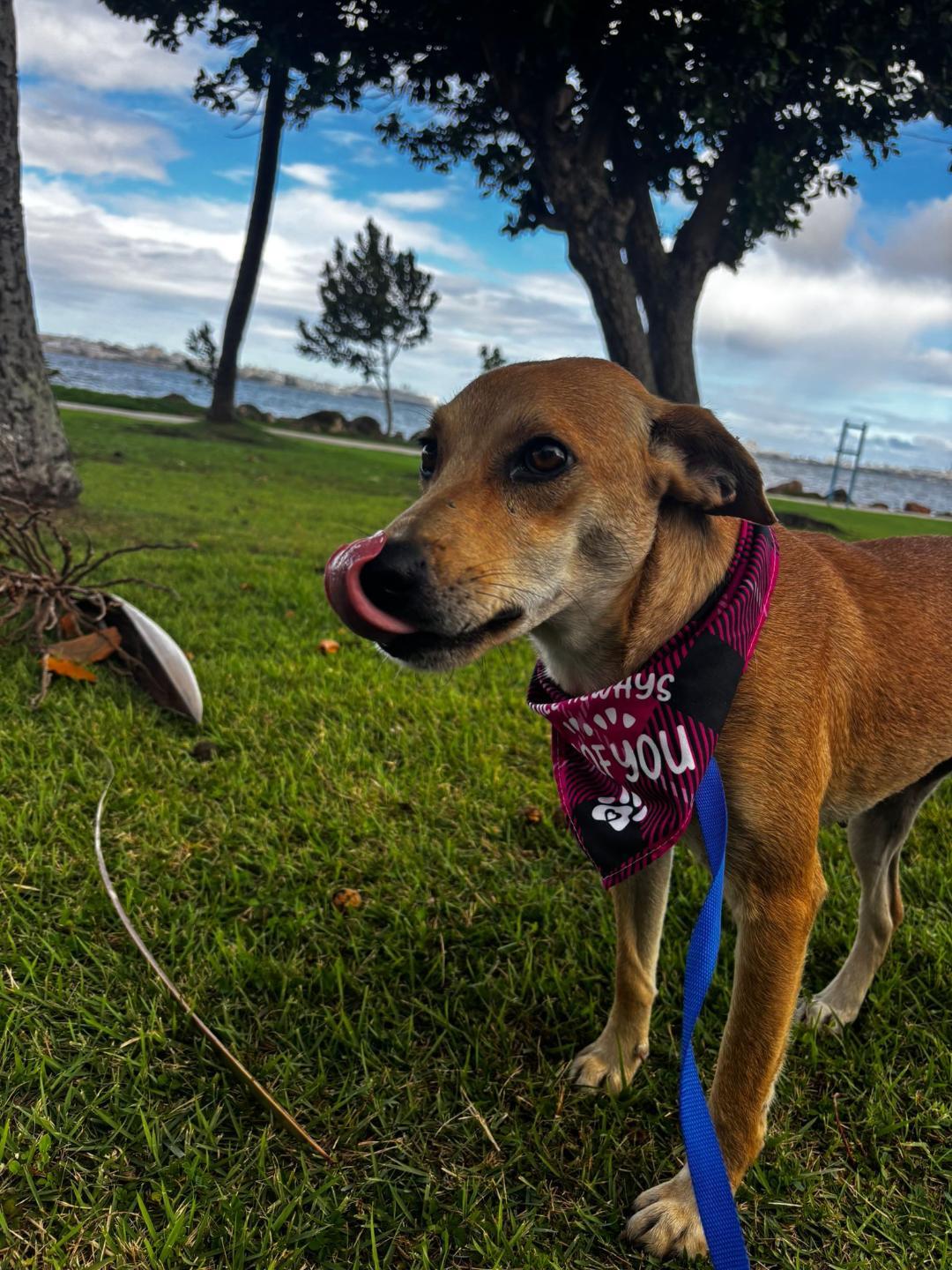 Enlarge Pumpkin, an adoptable mixed breed in Albion, NY image 2/3