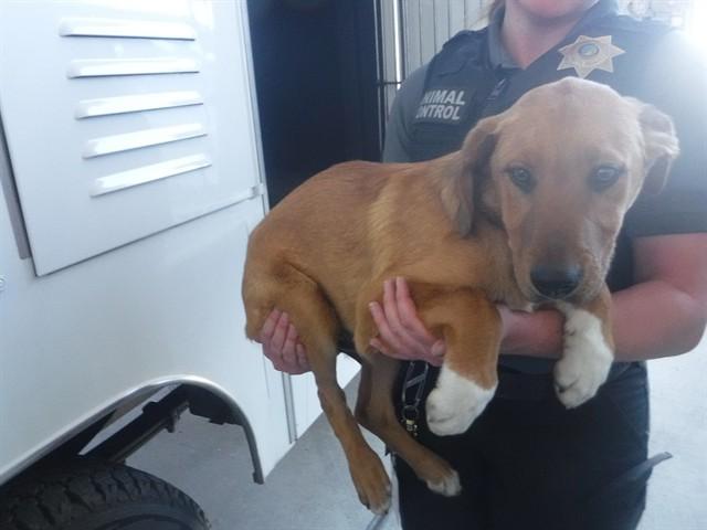 Enlarge HUDSON, a Adoptable mixed breed in Oroville, CA image 1/1