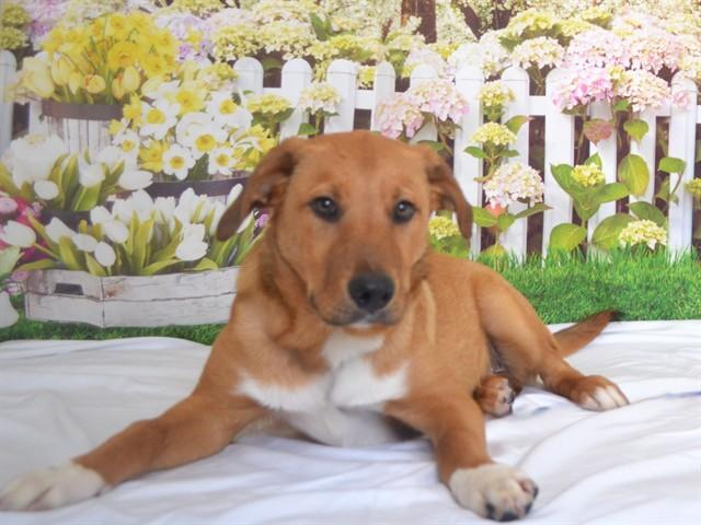 HUDSON, Adoptable, Puppy Male Labrador Retriever & Mixed Breed.