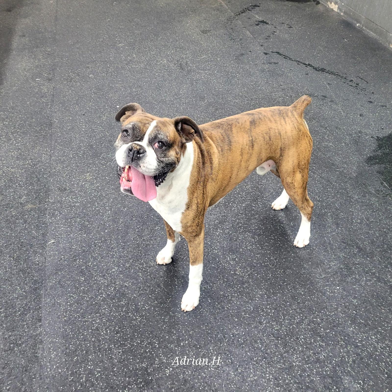Cheeto, Adopted, Adult Male Boxer.