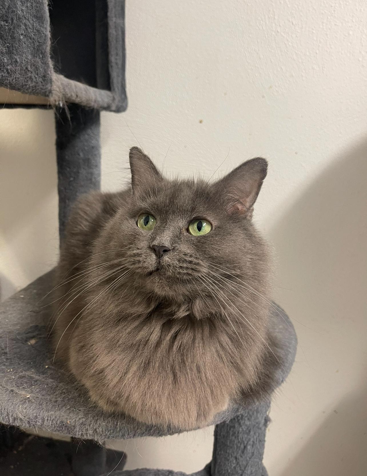 Legend, a Adoptable Domestic Long Hair in Indiana, PA image 4/4