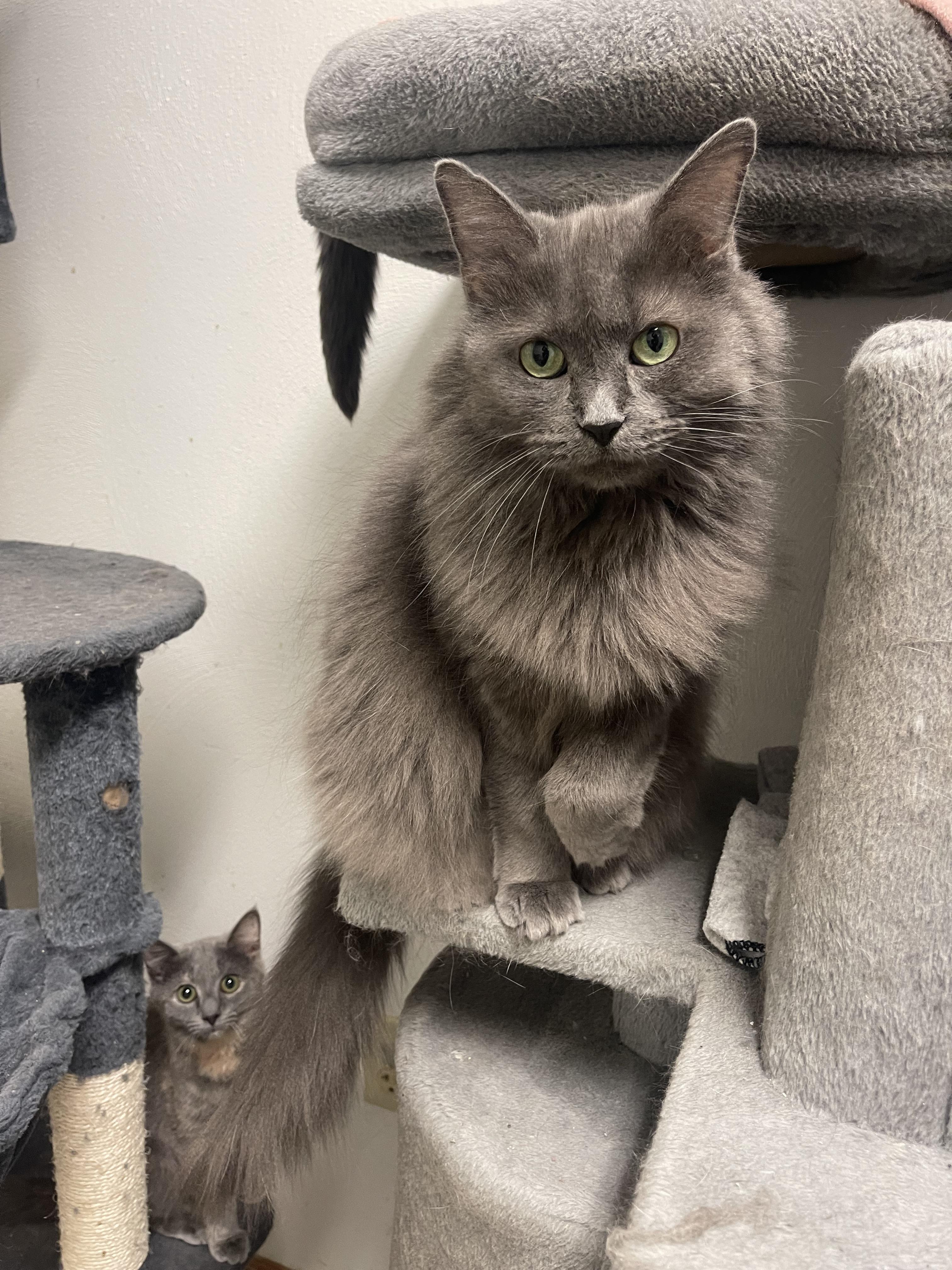 Legend, a Adoptable Domestic Long Hair in Indiana, PA image 1/4