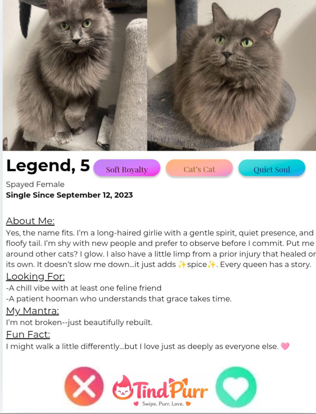 Legend, a Adoptable Domestic Long Hair in Indiana, PA image 2/5