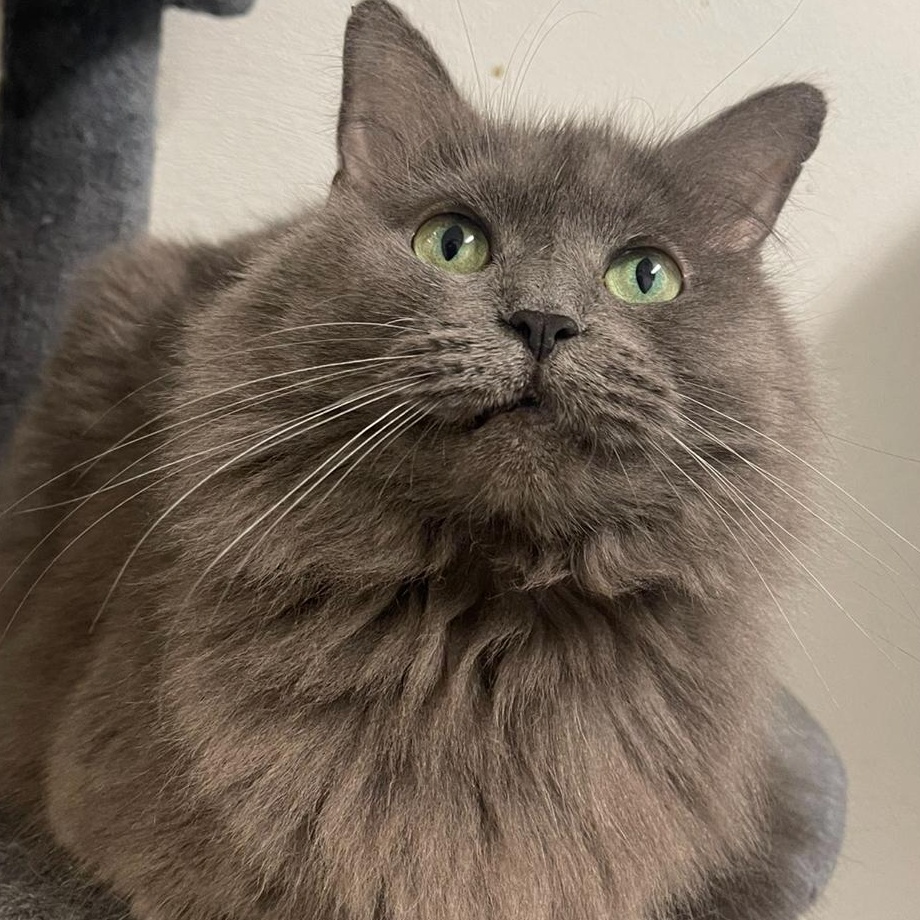 Legend, a Adoptable Domestic Long Hair in Indiana, PA image 2/4