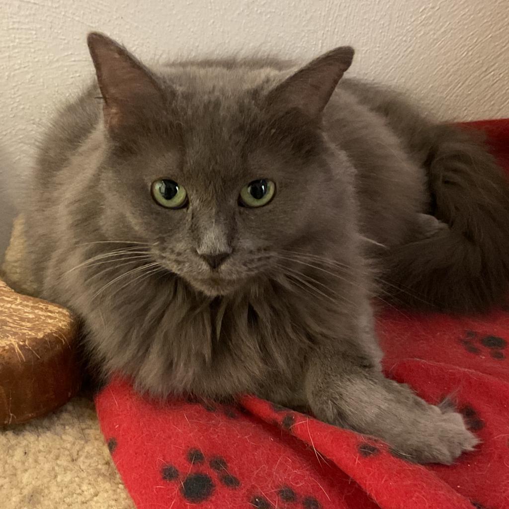 Legend, a Adoptable Domestic Long Hair in Indiana, PA image 3/4