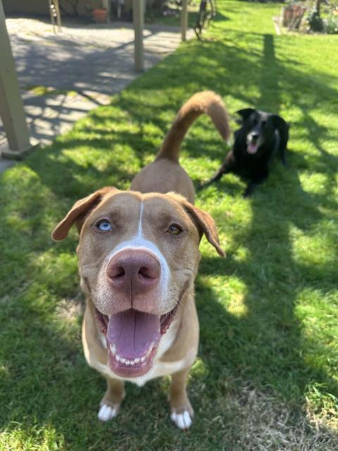 Enlarge HAVARTI, a Adoptable mixed breed in Lodi, CA image 1/1