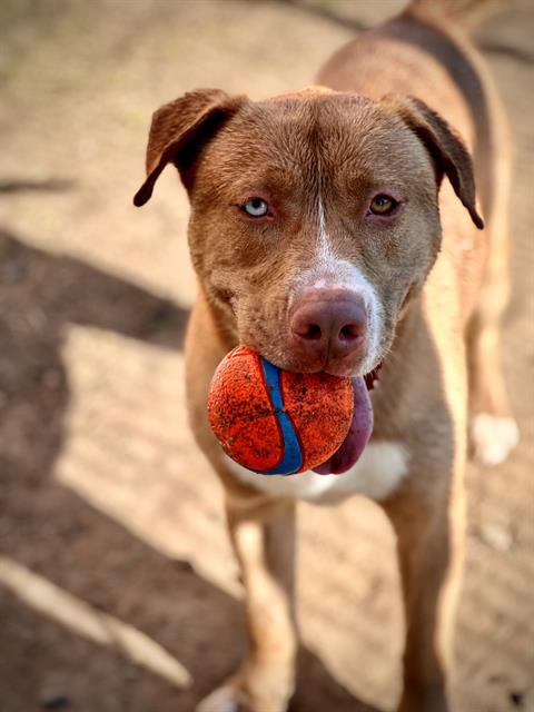 ROMEO, Adoptable, Adult Male Siberian Husky & Labrador Retriever.