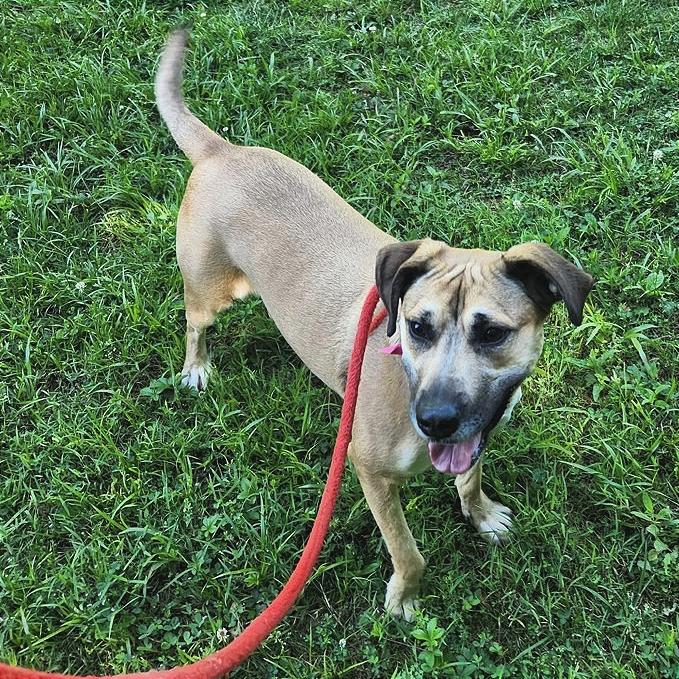 Enlarge Cannoli, a Adoptable Mixed Breed in Chattanooga, TN image 1/6