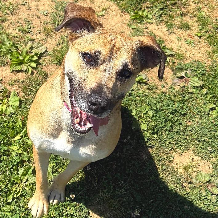 Cannoli, Adoptable, Adult Female Mixed Breed.