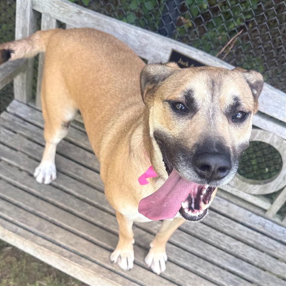 Enlarge Cannoli, a Adoptable Mixed Breed in Chattanooga, TN image 3/6