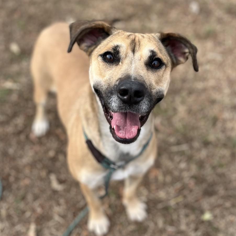 Cannoli, a Adoptable Mixed Breed in Chattanooga, TN image 2/5