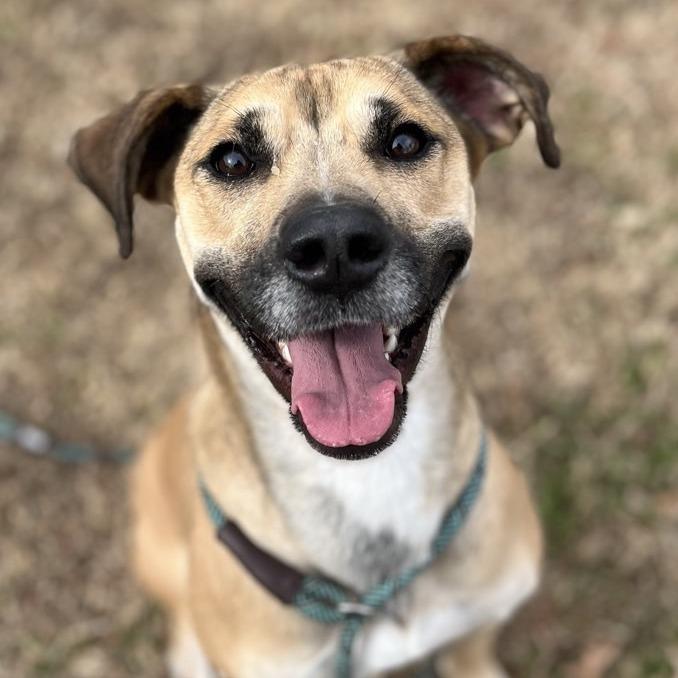 Cannoli, a Adoptable Mixed Breed in Chattanooga, TN image 3/5