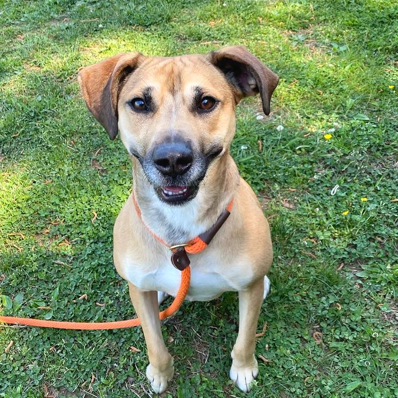 Enlarge Cannoli, a Adoptable Mixed Breed in Chattanooga, TN image 4/6