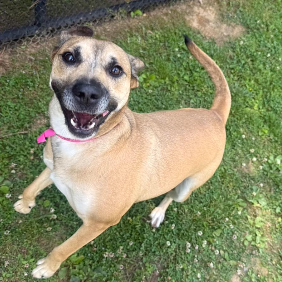 Enlarge Cannoli, a Adoptable Mixed Breed in Chattanooga, TN image 5/6