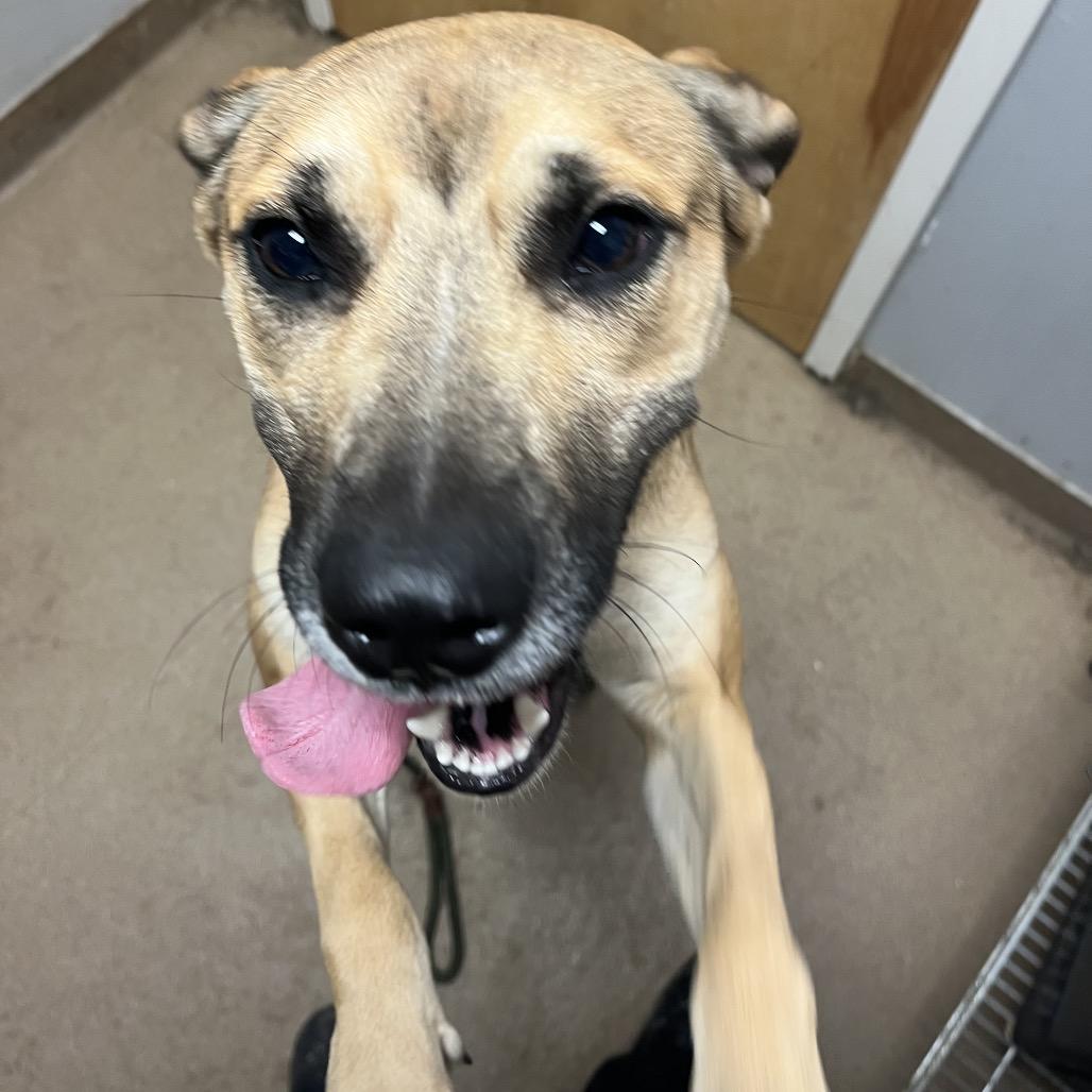 Cannoli, a Adoptable Mixed Breed in Chattanooga, TN image 4/5