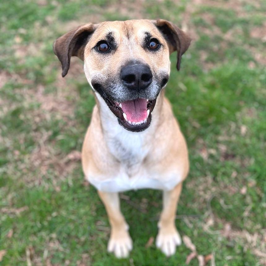Cannoli, a Adoptable Mixed Breed in Chattanooga, TN image 5/5