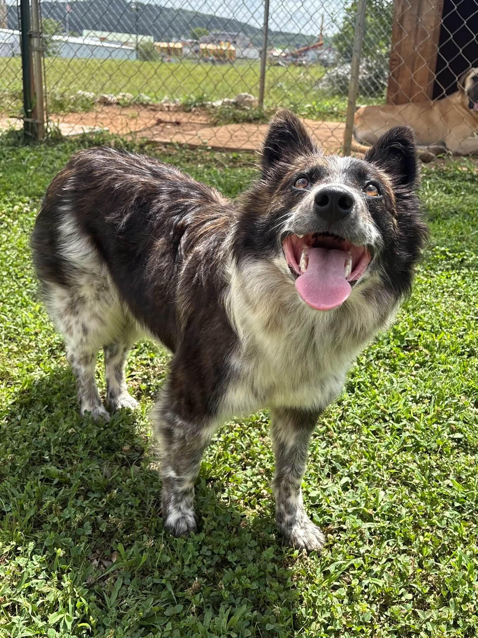 Tyli, adopted, Adult Male Border Collie & Australian Cattle Dog / Blue Heeler.