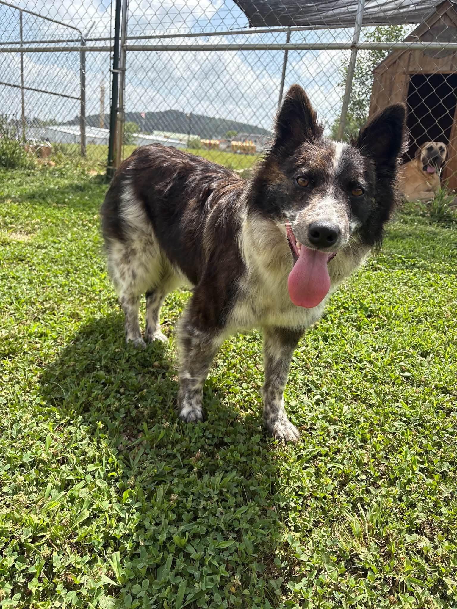 Tyli, an adopted mixed breed in Munfordville, KY image 2/2