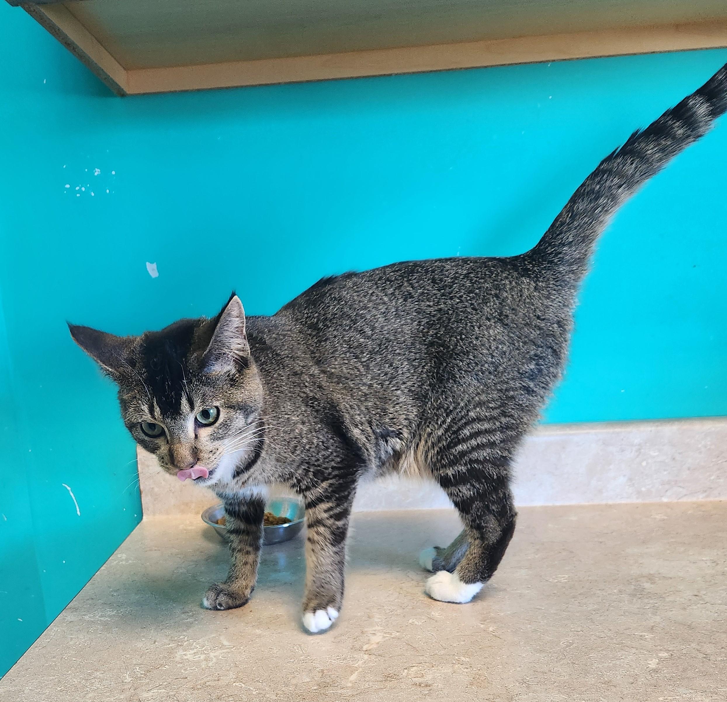 Enlarge Toes *Friendly Farm Cat, a ADOPTABLE Domestic Short Hair in Brookings, SD image 2/2