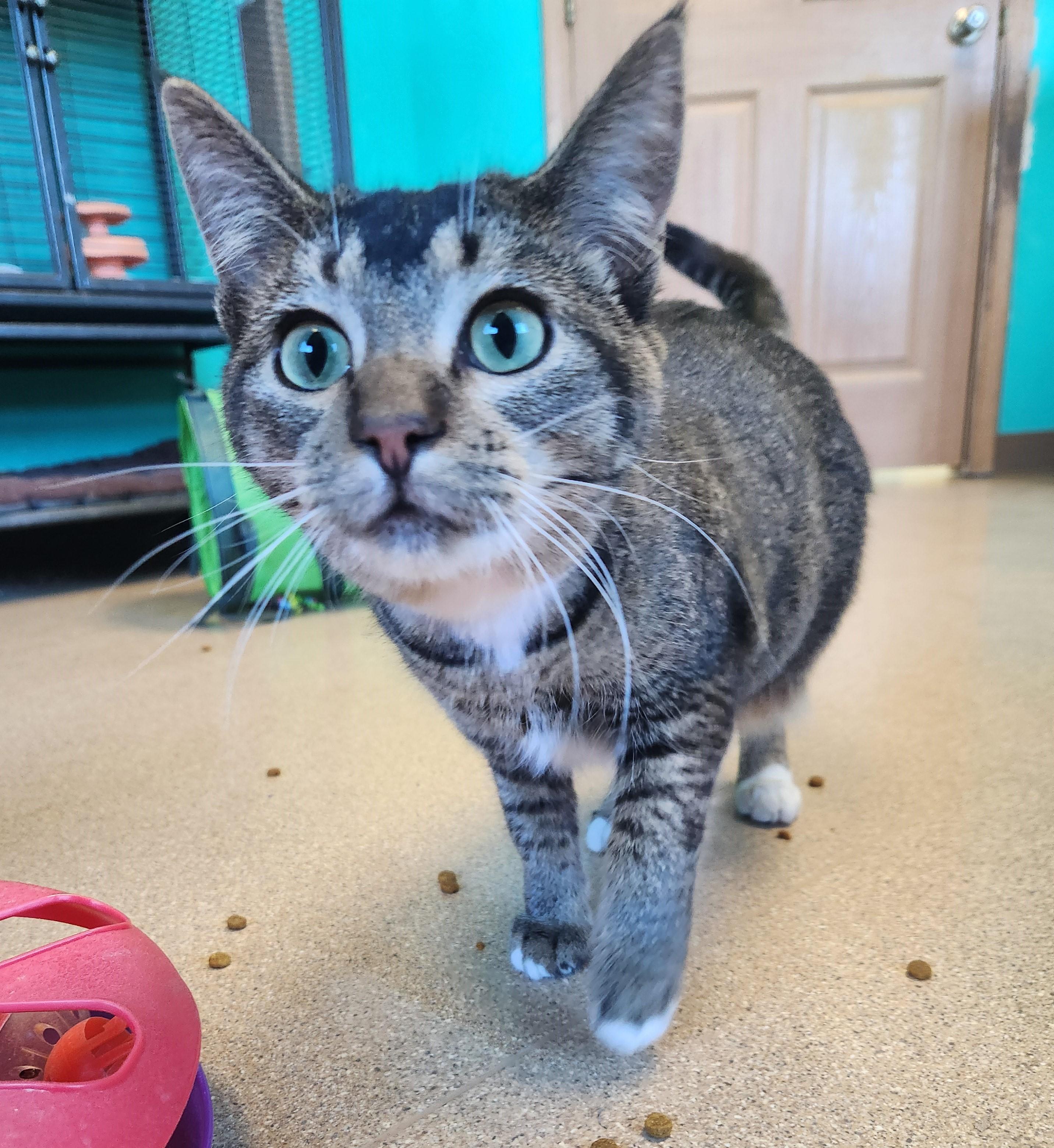 Toes *Friendly Farm Cat, ADOPTABLE, Adult Female Domestic Short Hair.