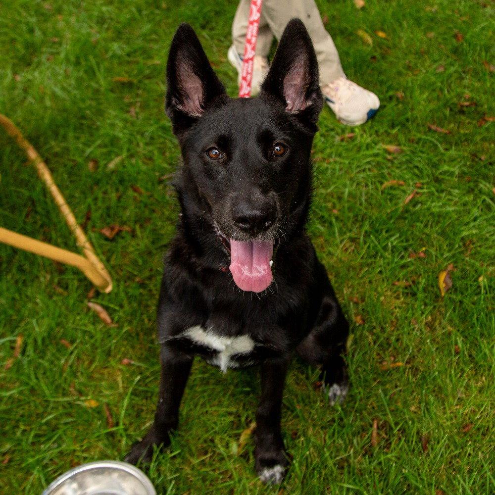 Fae, Adoptable, Young Female German Shepherd Dog & Terrier.