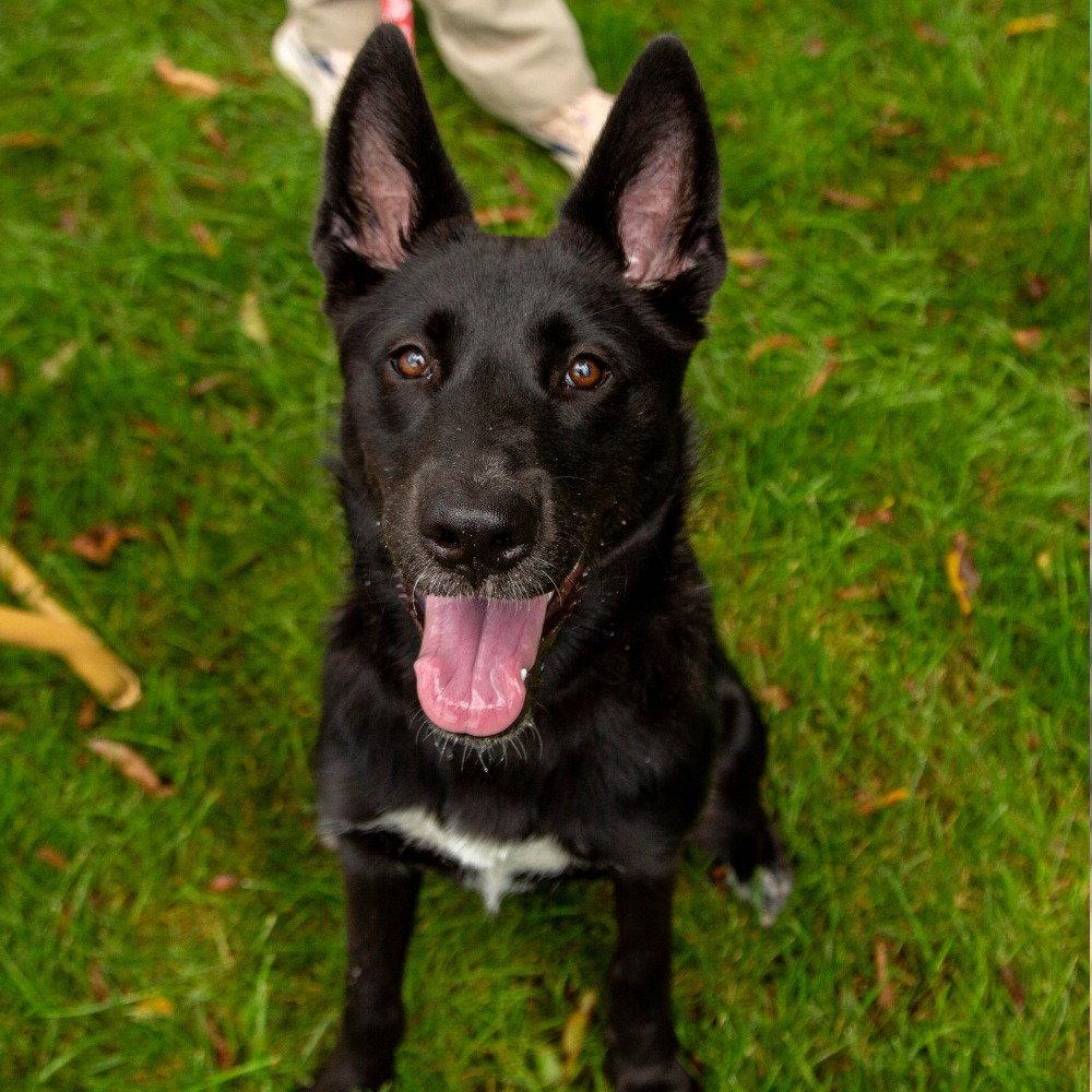 Enlarge Fae, a Adoptable mixed breed in Bloomfield, CT image 2/3