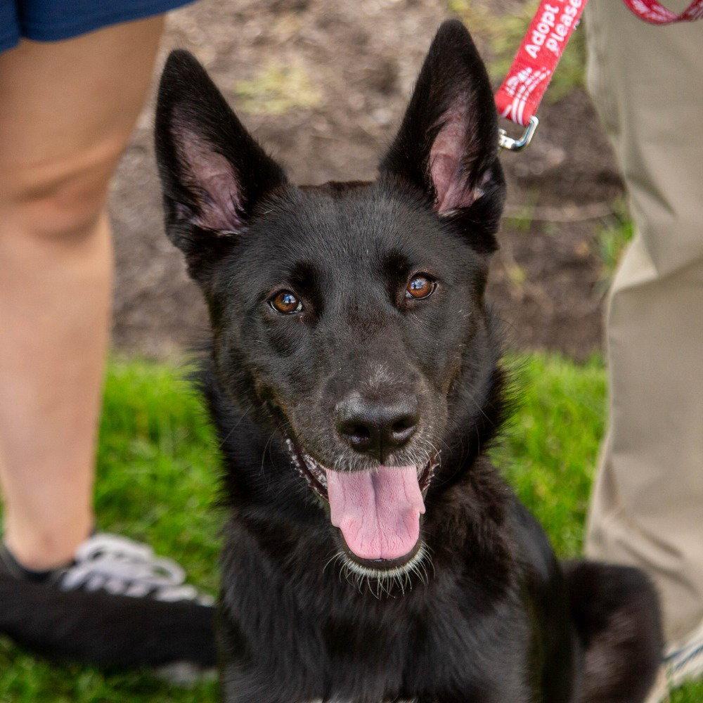 Enlarge Fae, a Adoptable mixed breed in Bloomfield, CT image 3/3