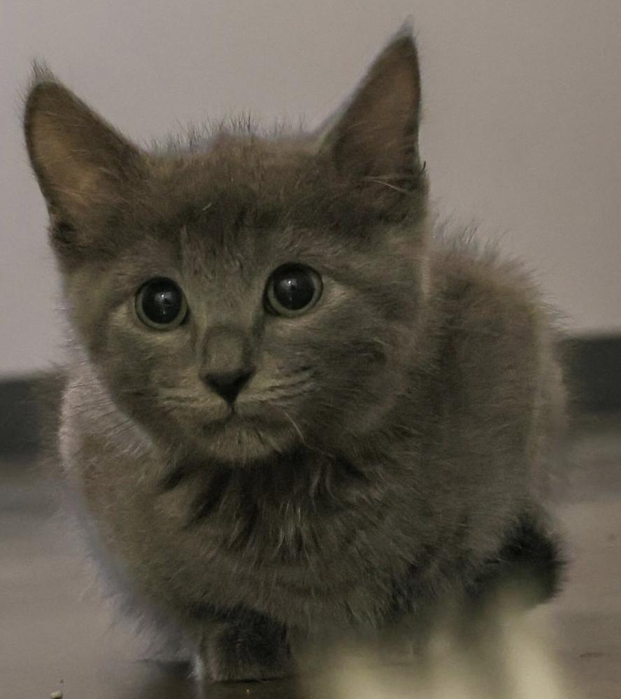 **Cat Cafe** Goose, a Adoptable Domestic Short Hair in Topeka, KS image 2/3