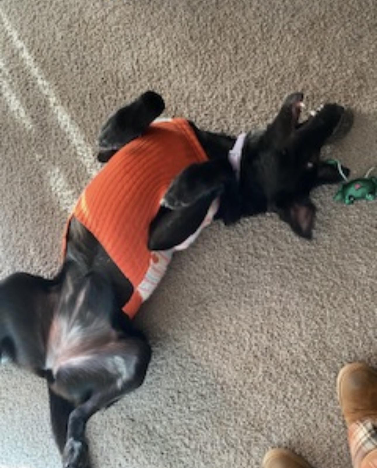 Orion - In The New England Area available to meet!