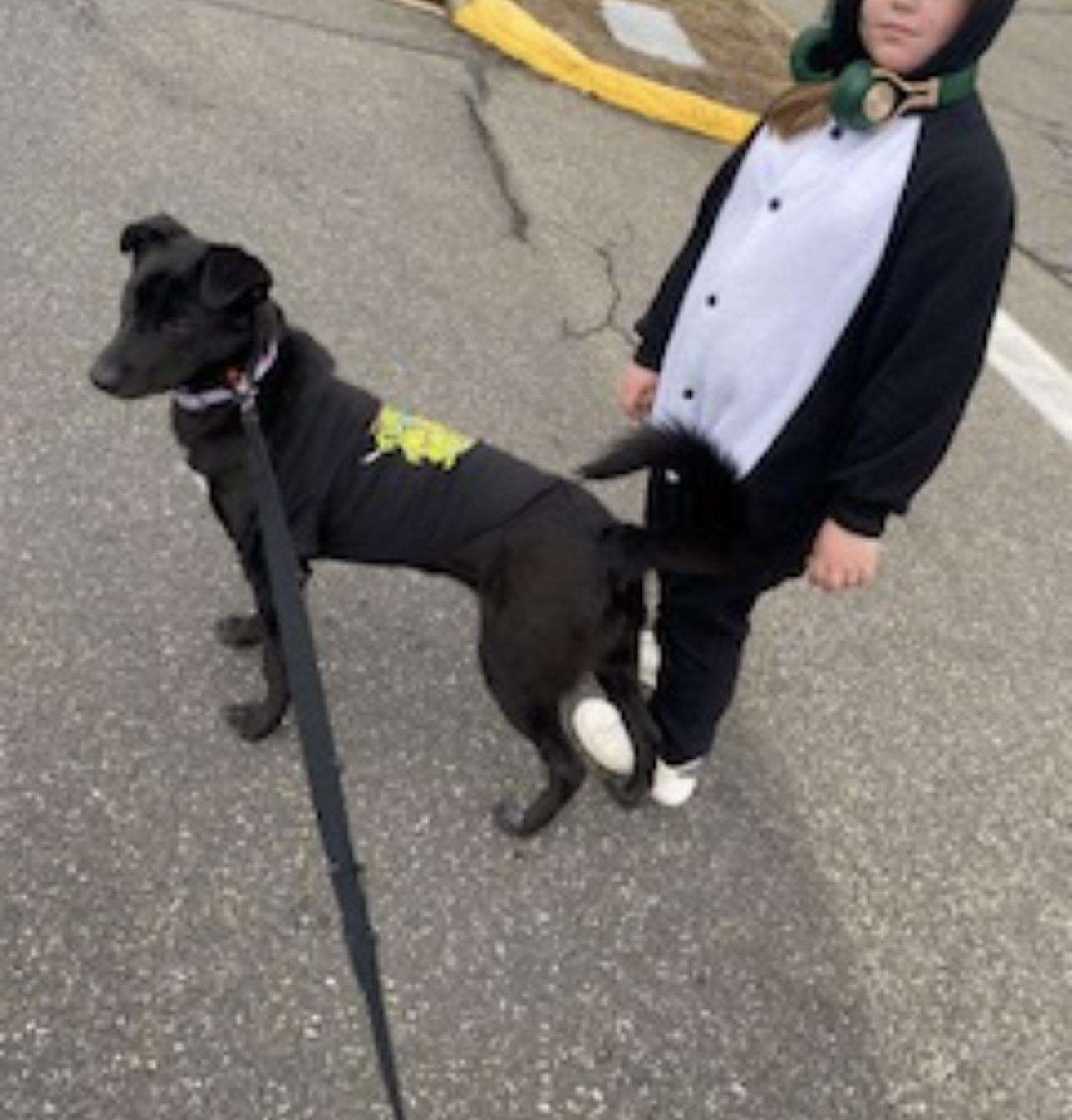 Orion - In The New England Area available to meet!