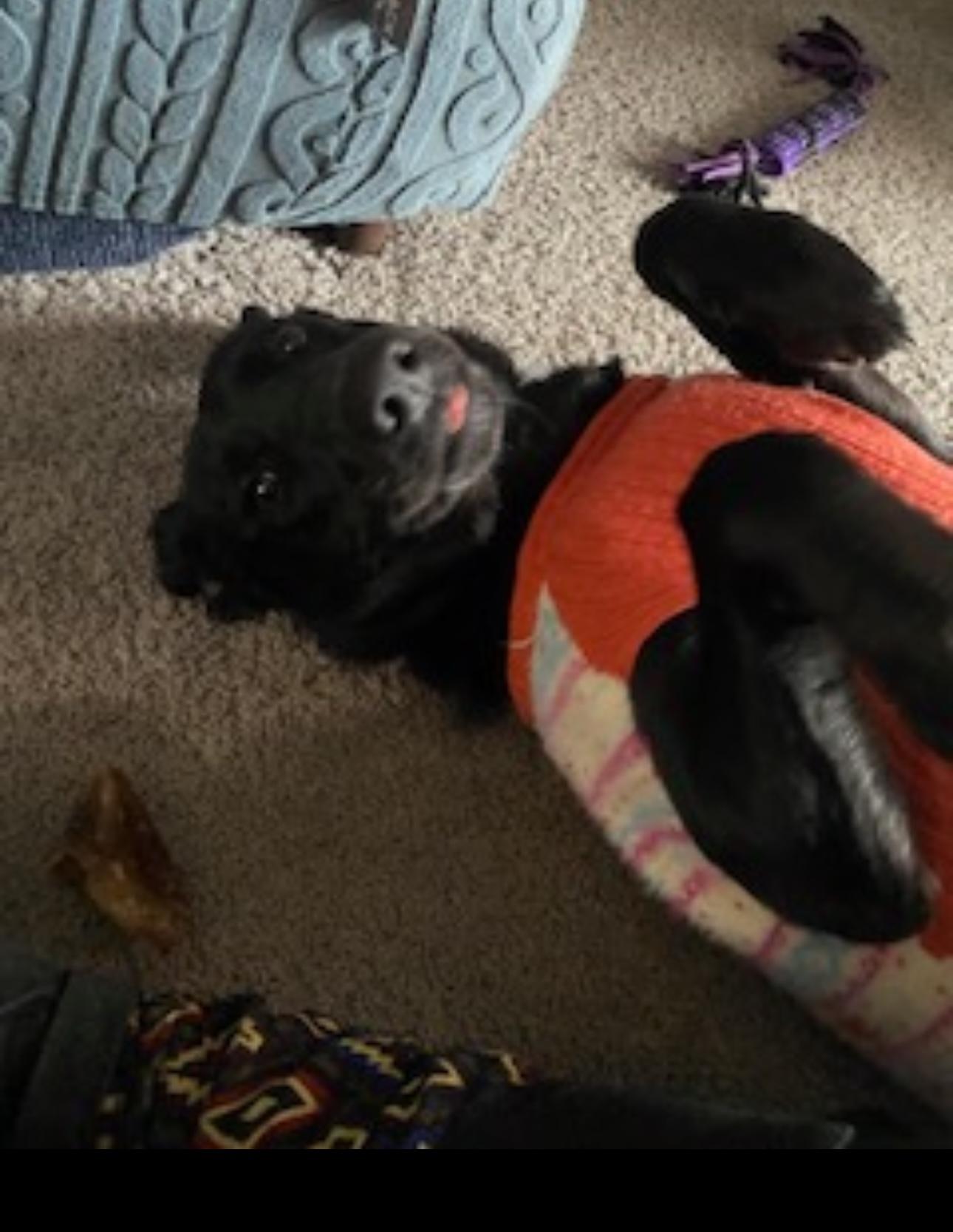 Orion - In The New England Area available to meet!