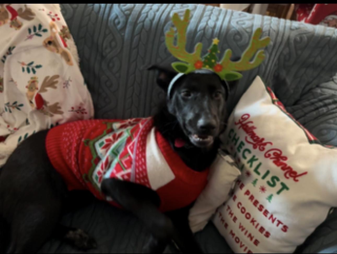 Enlarge Orion - Adopted - Look at our other pups, a Adoptable mixed breed in Higganum, CT image 6/6