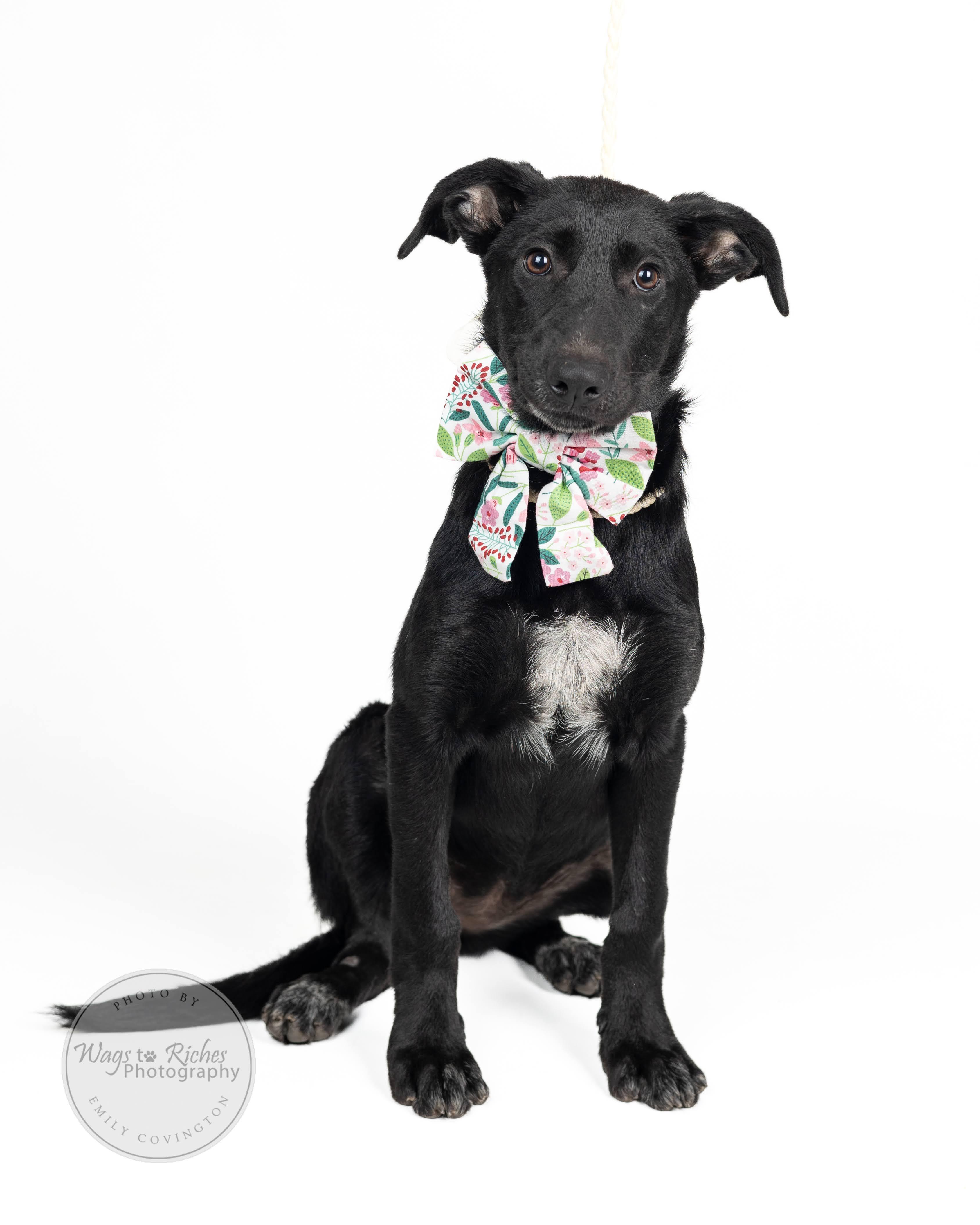 Orion - Adopted - Look at our other pups, Adoptable, Young Female German Shepherd Dog & Labrador Retriever.