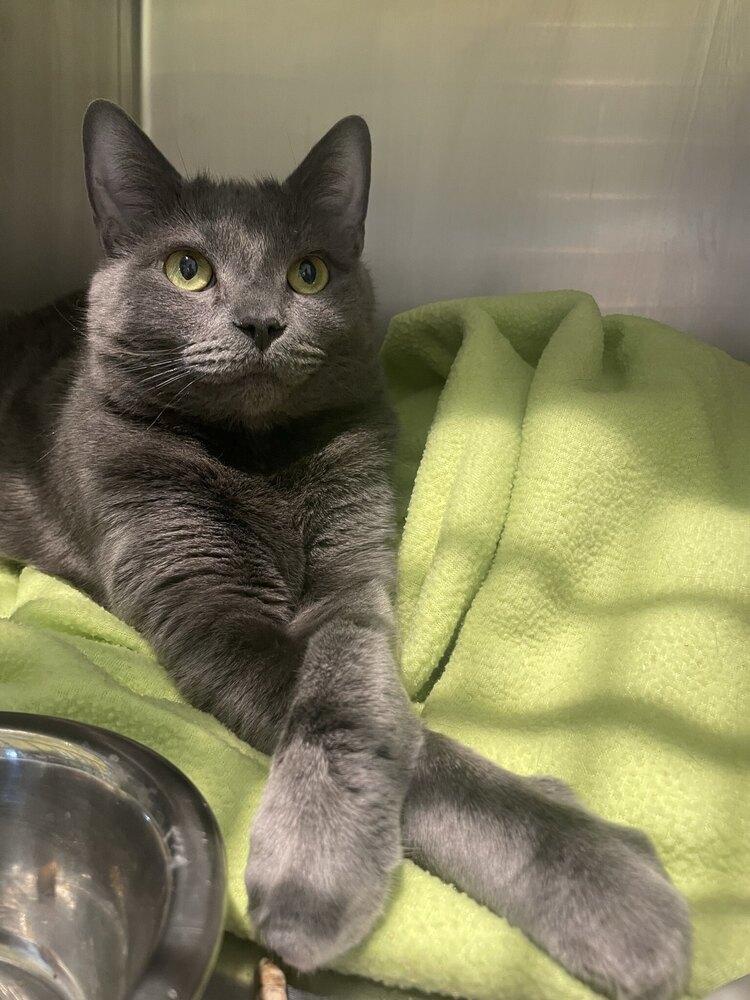 Enlarge Lavender, a Adoptable Domestic Short Hair in Trenton, ME image 3/3